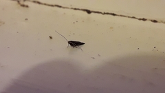 Lecithocera micromela