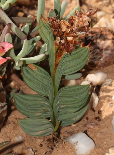 Babiana lewisiana