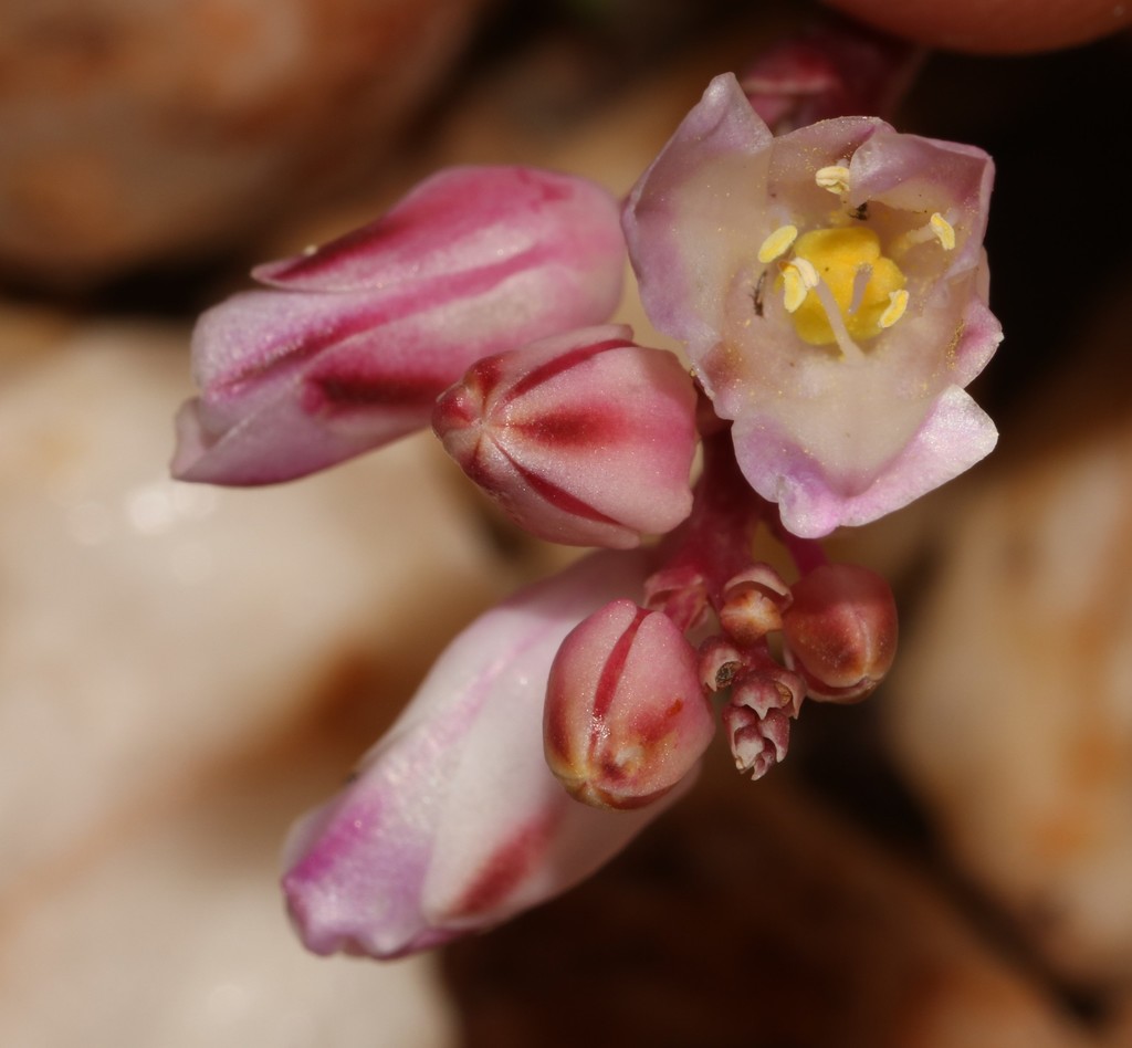 Lachenalia patula, Knersvlakte