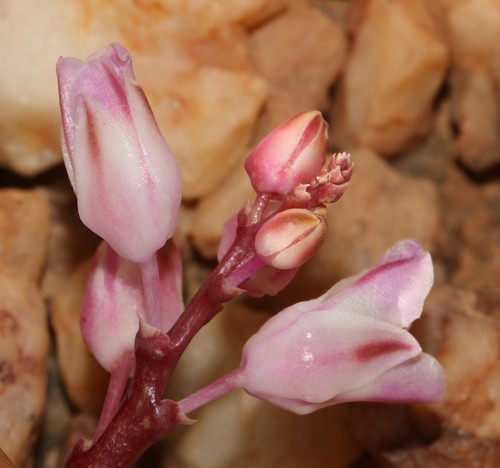 Image of Lachenalia patula by (c) Brian du Preez, some rights reserved (CC BY-SA)