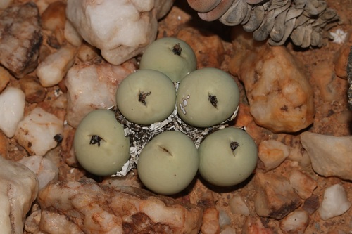 Conophytum calculus