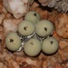 Marble Buttons - Photo (c) Brian du Preez, some rights reserved (CC BY-SA), uploaded by Brian du Preez