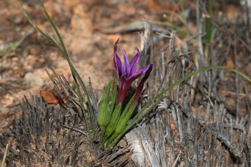 Image of Romulea kamisensis by (c) Brian du Preez, some rights reserved (CC BY-SA)