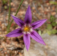 Romulea kamisensis