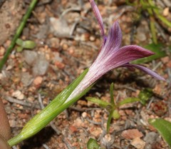 Romulea kamisensis
