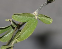 Psoralea hamata