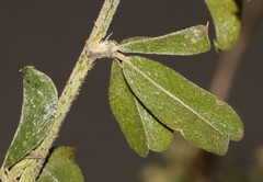 Psoralea hamata