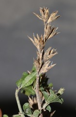 Psoralea hamata