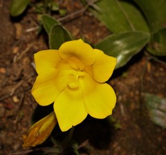 Moraea kamiesensis