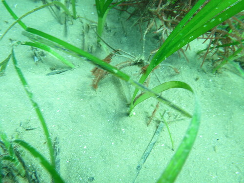 Photo of Rostrum Spider Crab (Macropodia rostrata)