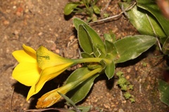 Moraea kamiesensis