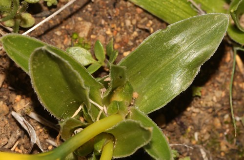 Image of Moraea kamiesensis by (c) Brian du Preez, some rights reserved (CC BY-SA)