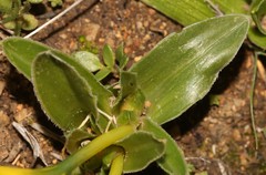 Moraea kamiesensis