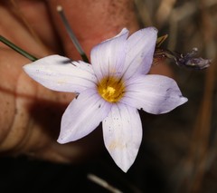 Romulea rupestris