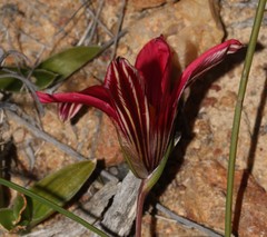 Romulea speciosa
