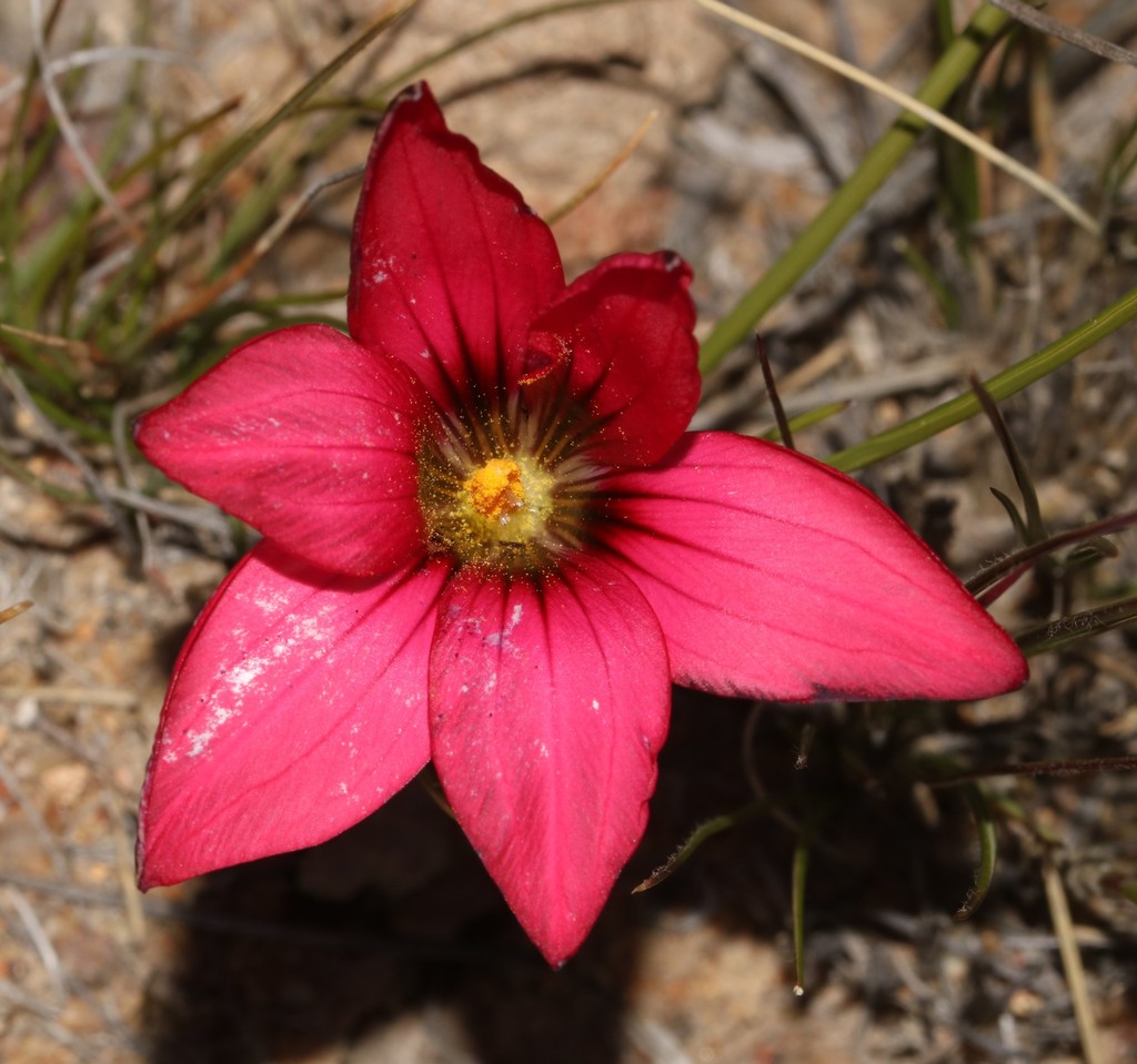 Romulea speciosa, Karas region, Kamiesberg
