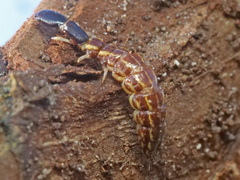 Xanthostigma