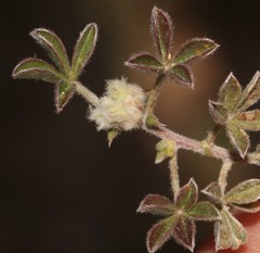 Leobordea pentaphylla