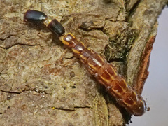 Xanthostigma