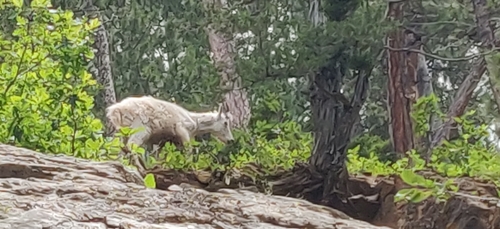 Mountain Goat photographed in South Dakota