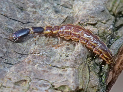 Xanthostigma