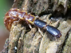 Xanthostigma