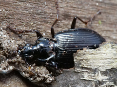 Limodromus assimilis