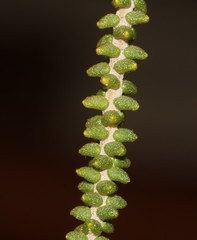 Phylica retrorsa