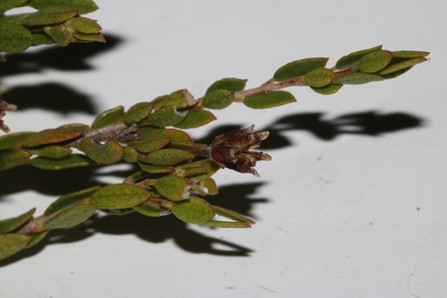 Image of Agathosma namaquensis by (c) Brian du Preez, some rights reserved (CC BY-SA)