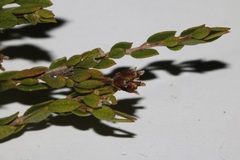 Agathosma namaquensis