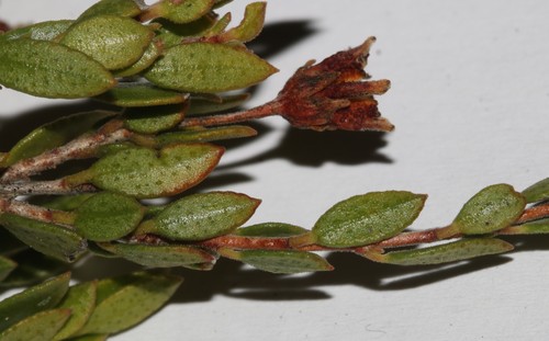 Wispy Buchu (Agathosma namaquensis)