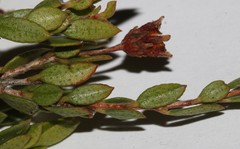 Agathosma namaquensis
