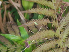 Draeculacephala soluta