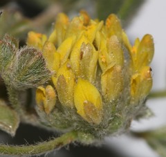 Leobordea pentaphylla