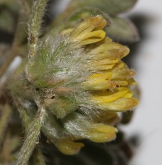 Leobordea pentaphylla