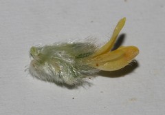 Leobordea pentaphylla