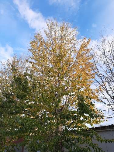 Image of Populus maximowiczii by (c) Kamil Kulawik, some rights reserved (CC BY-SA)