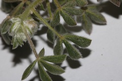 Leobordea pentaphylla