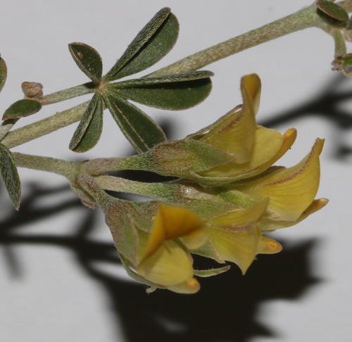 Image of Lotononis acutiflora by (c) Brian du Preez, some rights reserved (CC BY-SA)