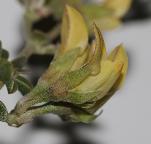 Image of Lotononis acutiflora by (c) Brian du Preez, some rights reserved (CC BY-SA)