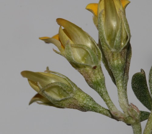 Image of Lotononis acutiflora by (c) Brian du Preez, some rights reserved (CC BY-SA)