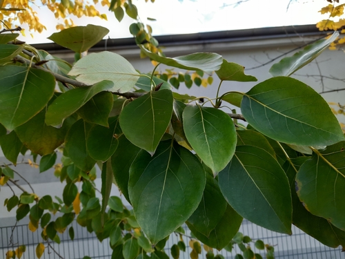 Image of Populus maximowiczii by (c) Kamil Kulawik, some rights reserved (CC BY-SA)
