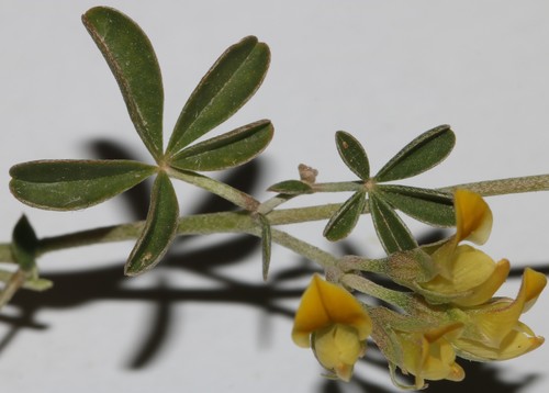 Image of Lotononis acutiflora by (c) Brian du Preez, some rights reserved (CC BY-SA)