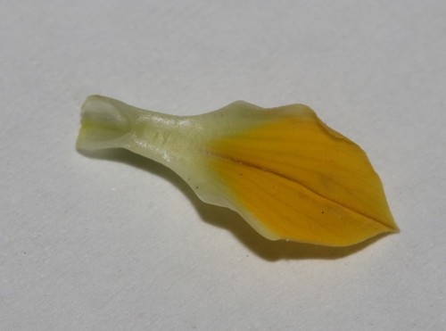 Image of Lotononis acutiflora by (c) Brian du Preez, some rights reserved (CC BY-SA)