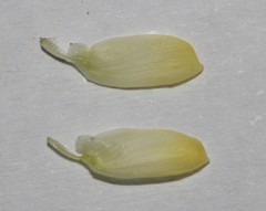 Lotononis acutiflora