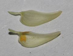 Lotononis acutiflora