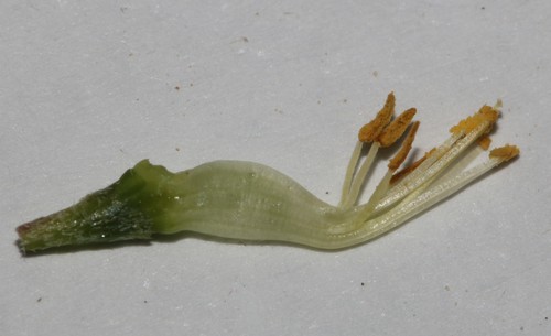 Image of Lotononis acutiflora by (c) Brian du Preez, some rights reserved (CC BY-SA)