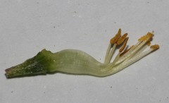 Lotononis acutiflora