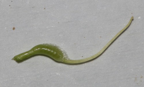 Image of Lotononis acutiflora by (c) Brian du Preez, some rights reserved (CC BY-SA)