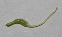 Lotononis acutiflora